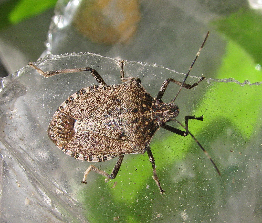 a January shield bug (Brown Marmorated Shield Bug invasi… Flickr