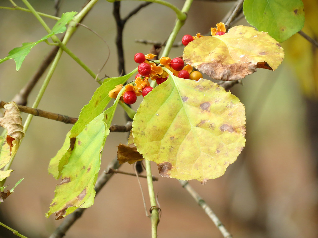 Oriental Bittersweet Celastrus orbiculatus. Rock Creek Par… Flickr