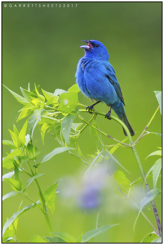 Indigo Bunting Indigo Bunting, St. Louis, MO. Garrett Sheets Flickr