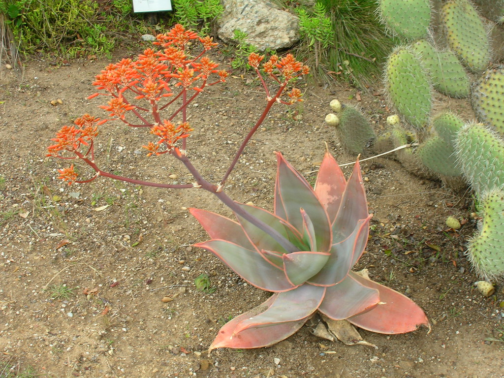 Orange Flowering Succulent, Wrigley Botanical Gardens a photo on