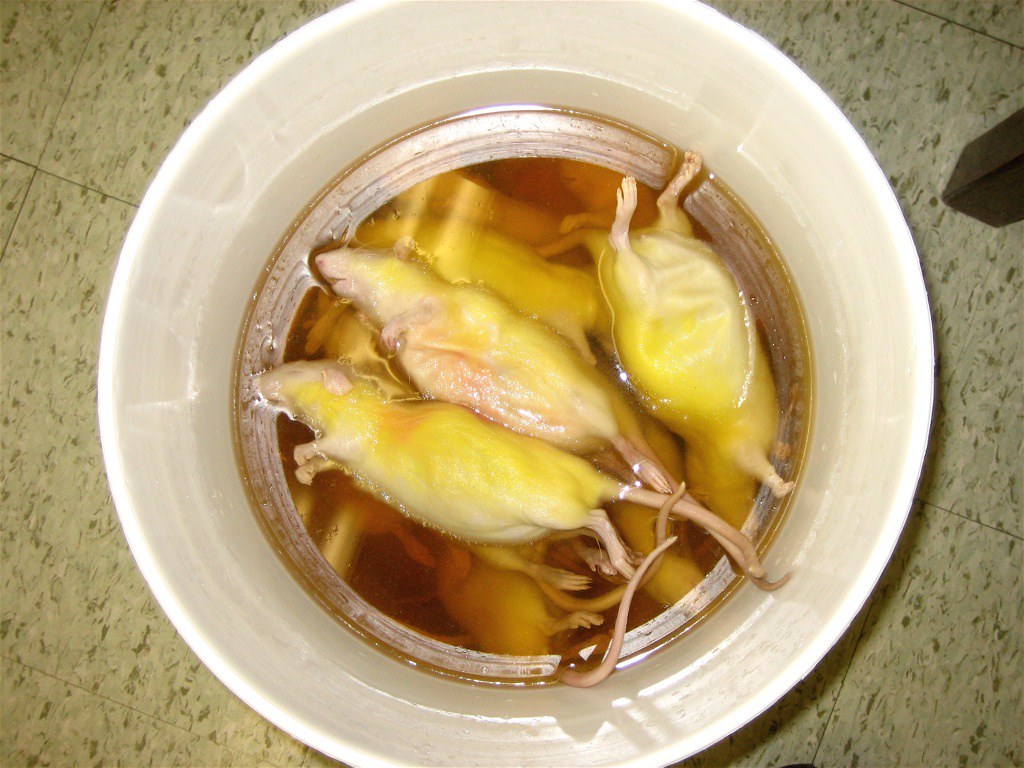 Rat Soup Carla teaching the fine art of rat dissection sambot Flickr