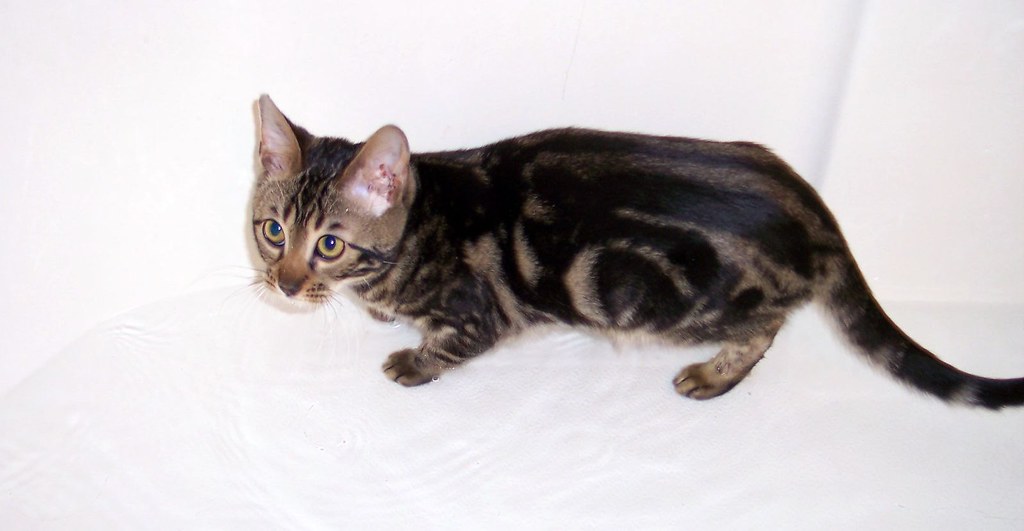 Bengal Cat Coat Colors And Patterns The Ultimate Guide Authentic