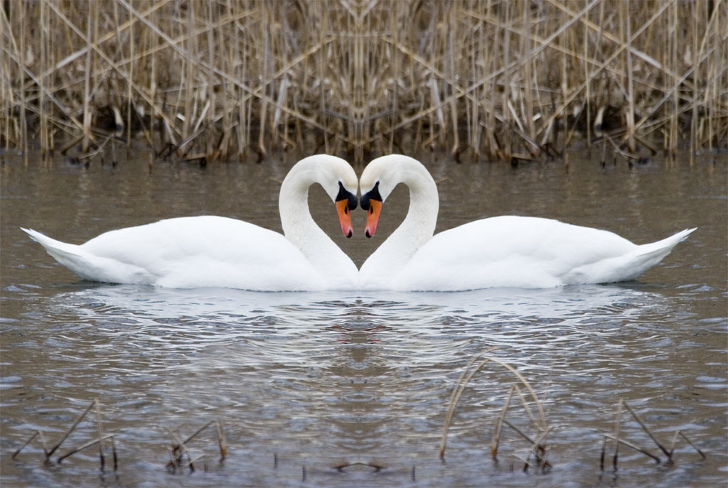 Mute Swan Heart Bet viewed large On Black. Taken at River … Flickr