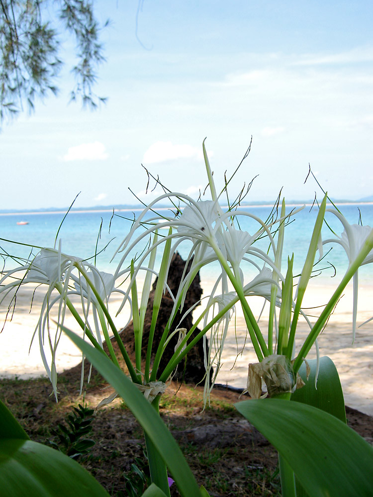 White Flower Again it is just so lovely this flower « sentient