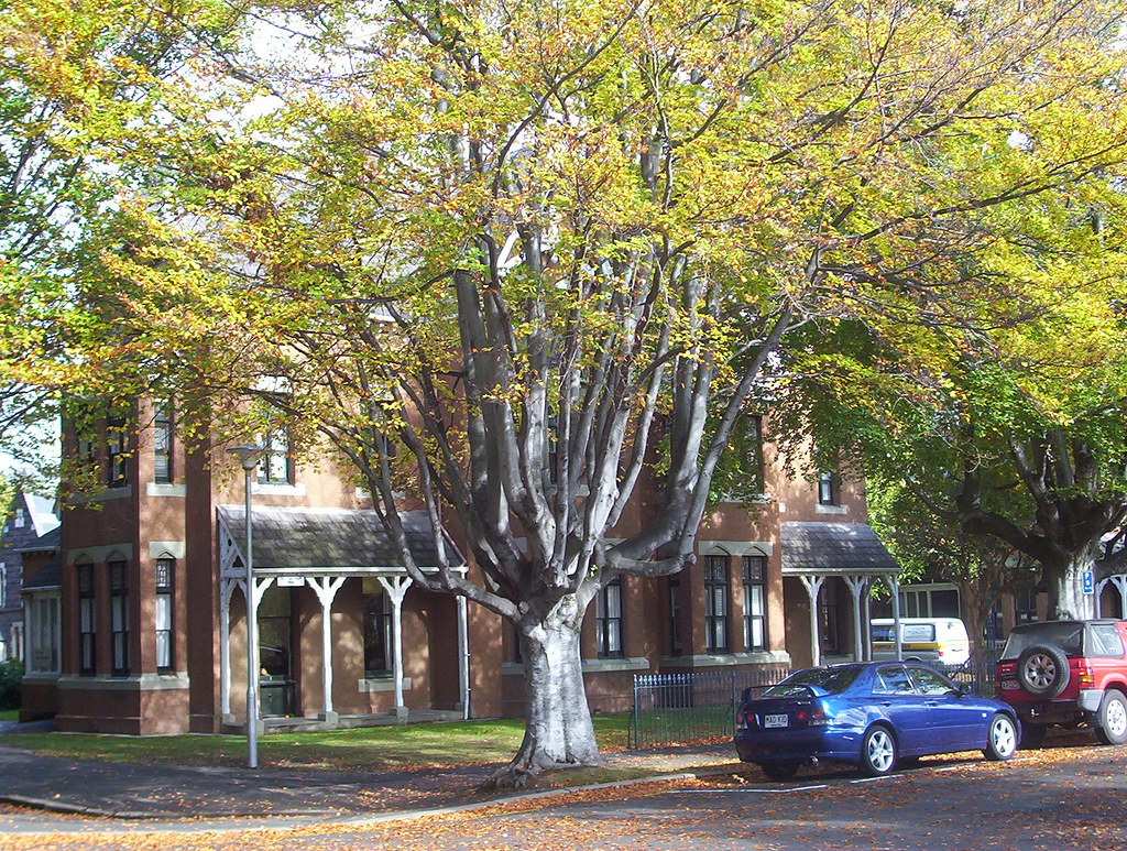 University of Otago Old Professorial Houses Nick Thompson Flickr