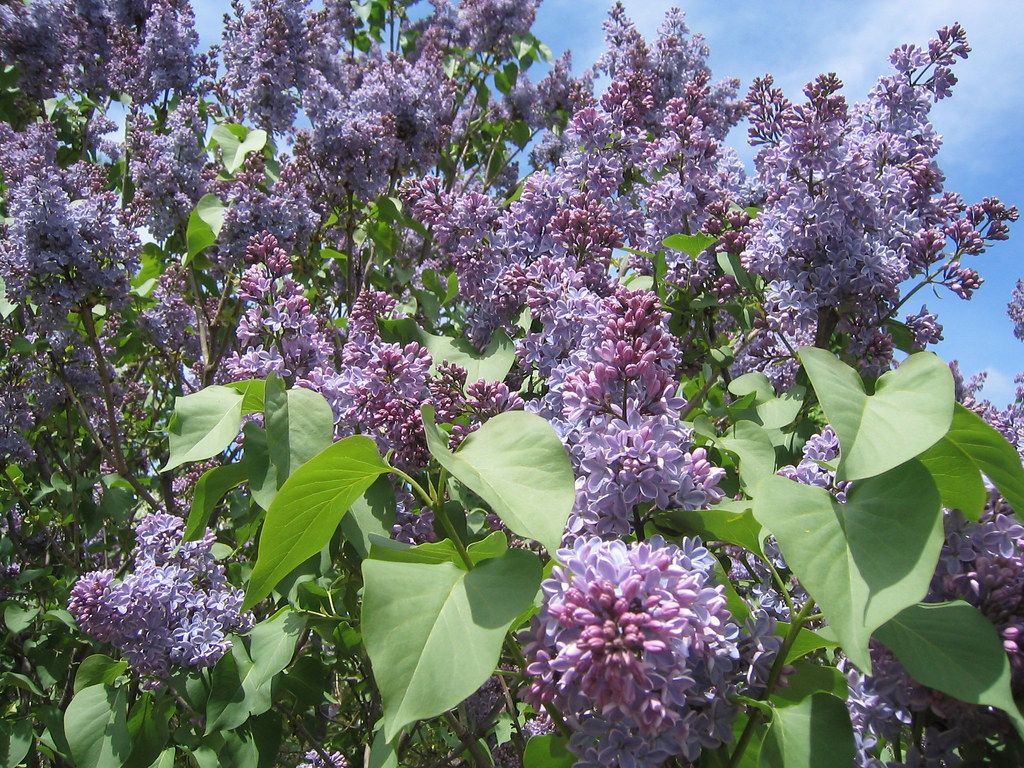 Purple Lilacs Lilac trees at the University of WisconsinM… Flickr