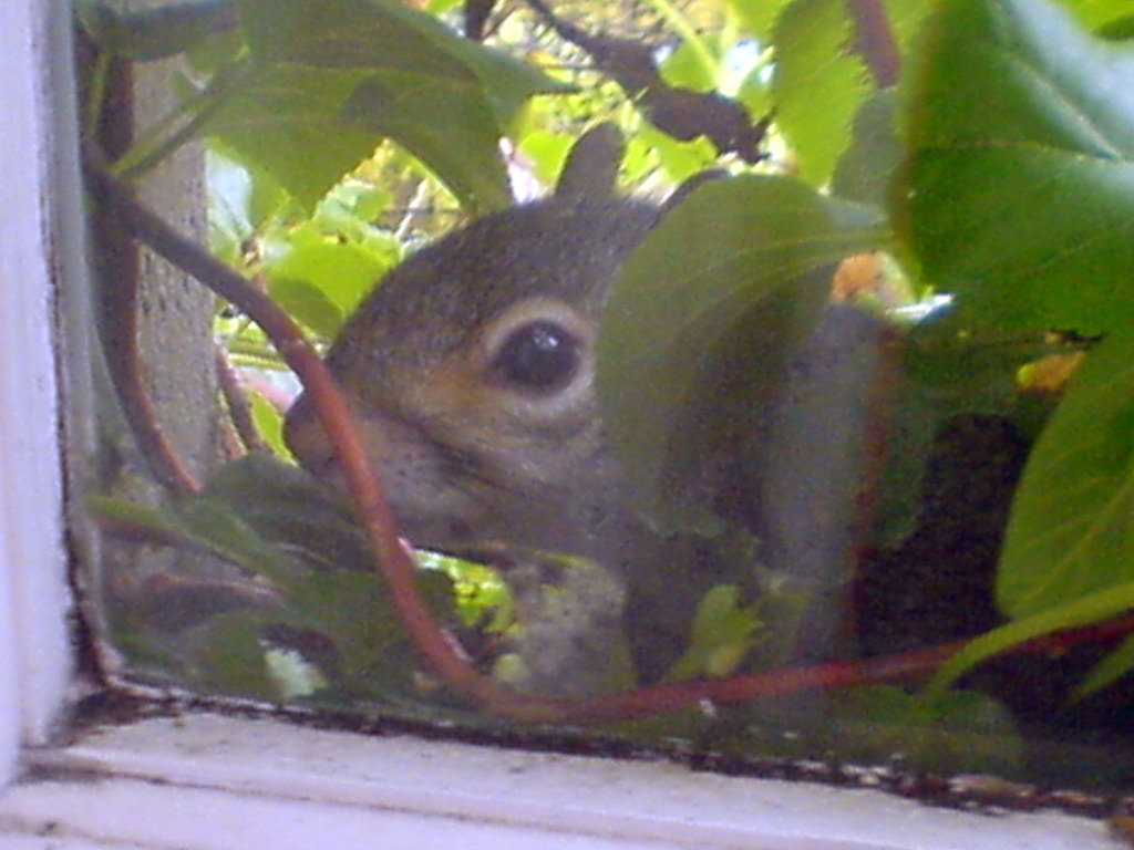 squirrel nesting just outside my bedroom window Tom Hodgkinson Flickr