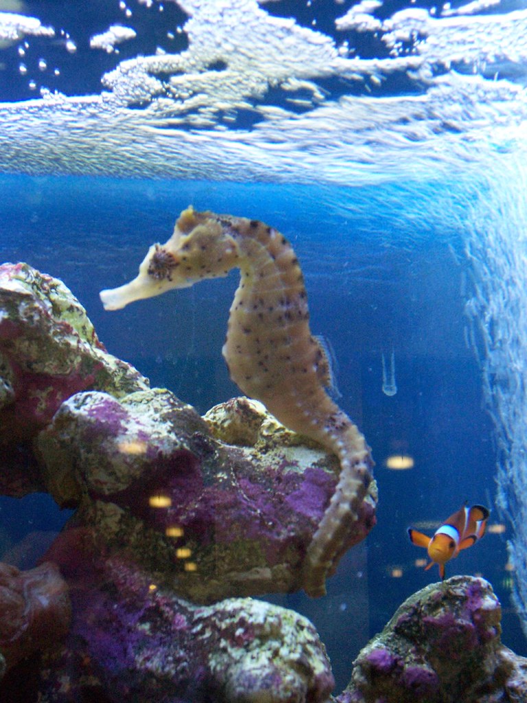 Seahorse Seahorse and friend in an aquarium in Dublin Airp… Flickr