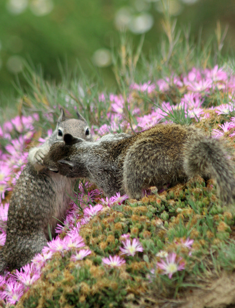 squirrels kissing la jolla, cal Barry Donaghue Flickr