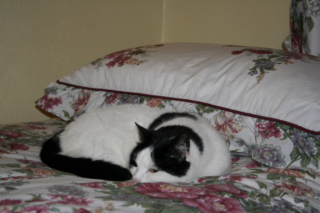 Vroutjie at rest johann Flickr