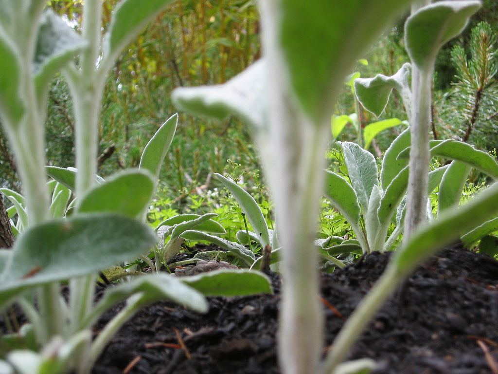 Lamb's Ears Another bug'seye view. Sonya Flickr