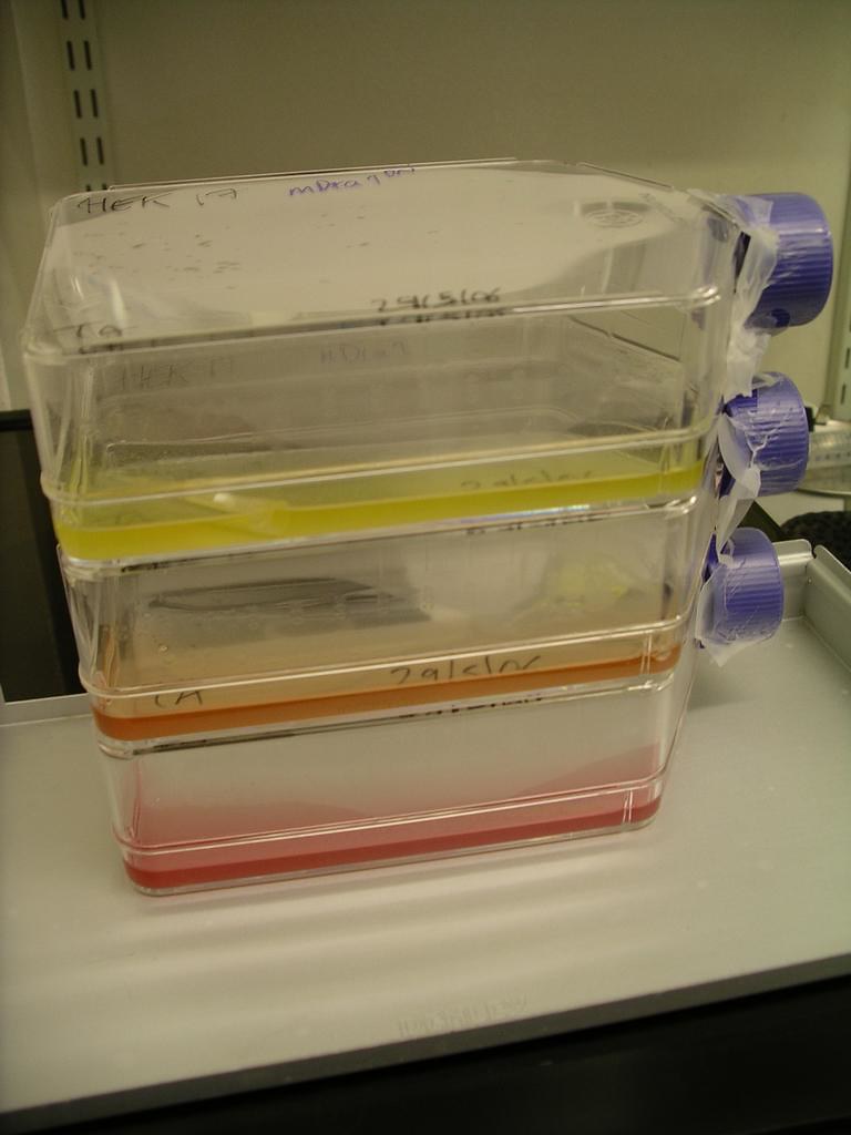 [IMGP1147] Virus rainbow Cell culture medium changes colou… Flickr