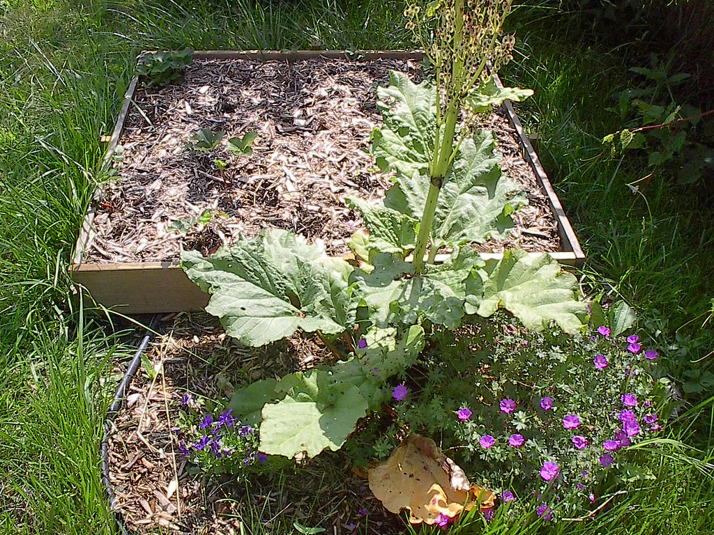 IM001467 Geraniums...doing great. Violets...being eaten by… Flickr