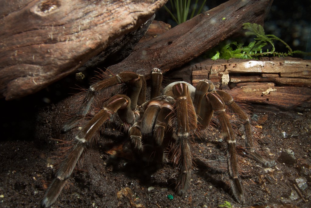 Goliath birdeating tarantula Brian Gratwicke Flickr