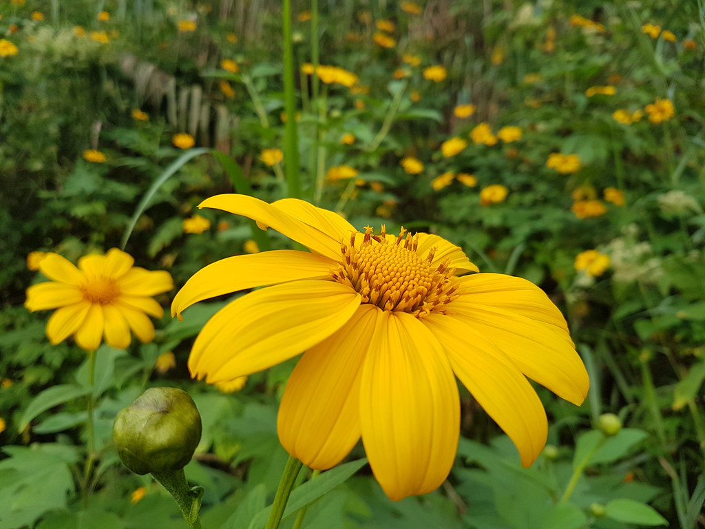 Yellow Flower Philippines “Sunflower” Cordilleras © Gelbe … Flickr