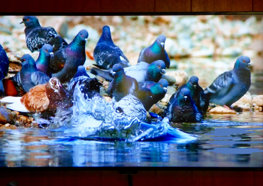 Wels Catfish Startling video of a huge Wels Catfish in a F… Flickr