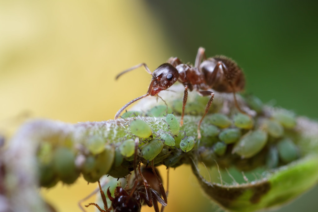 IMG_5292 Black garden ants tending the greenfly davidhj Flickr