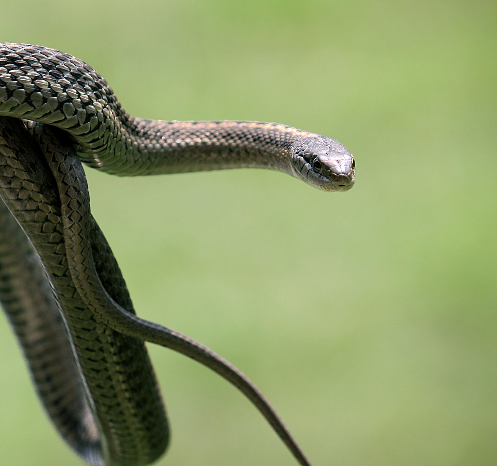 Common Garter Snake Yellowstone National Park, Montana Suren Vispute Flickr
