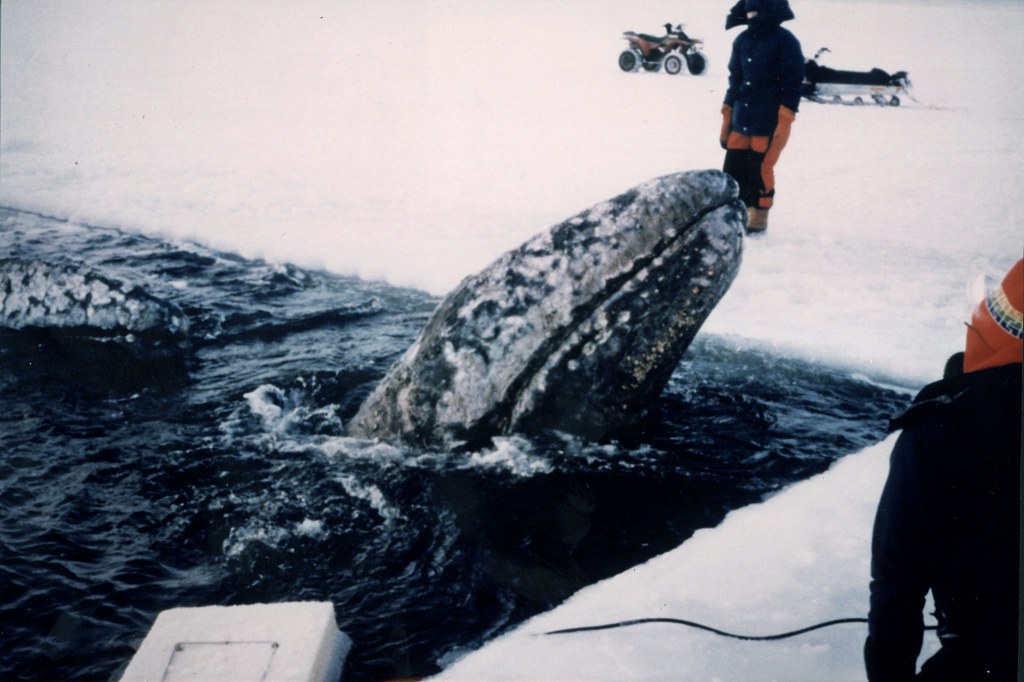 fish9727 Attempting to rescue gray whales trapped in the i… Flickr