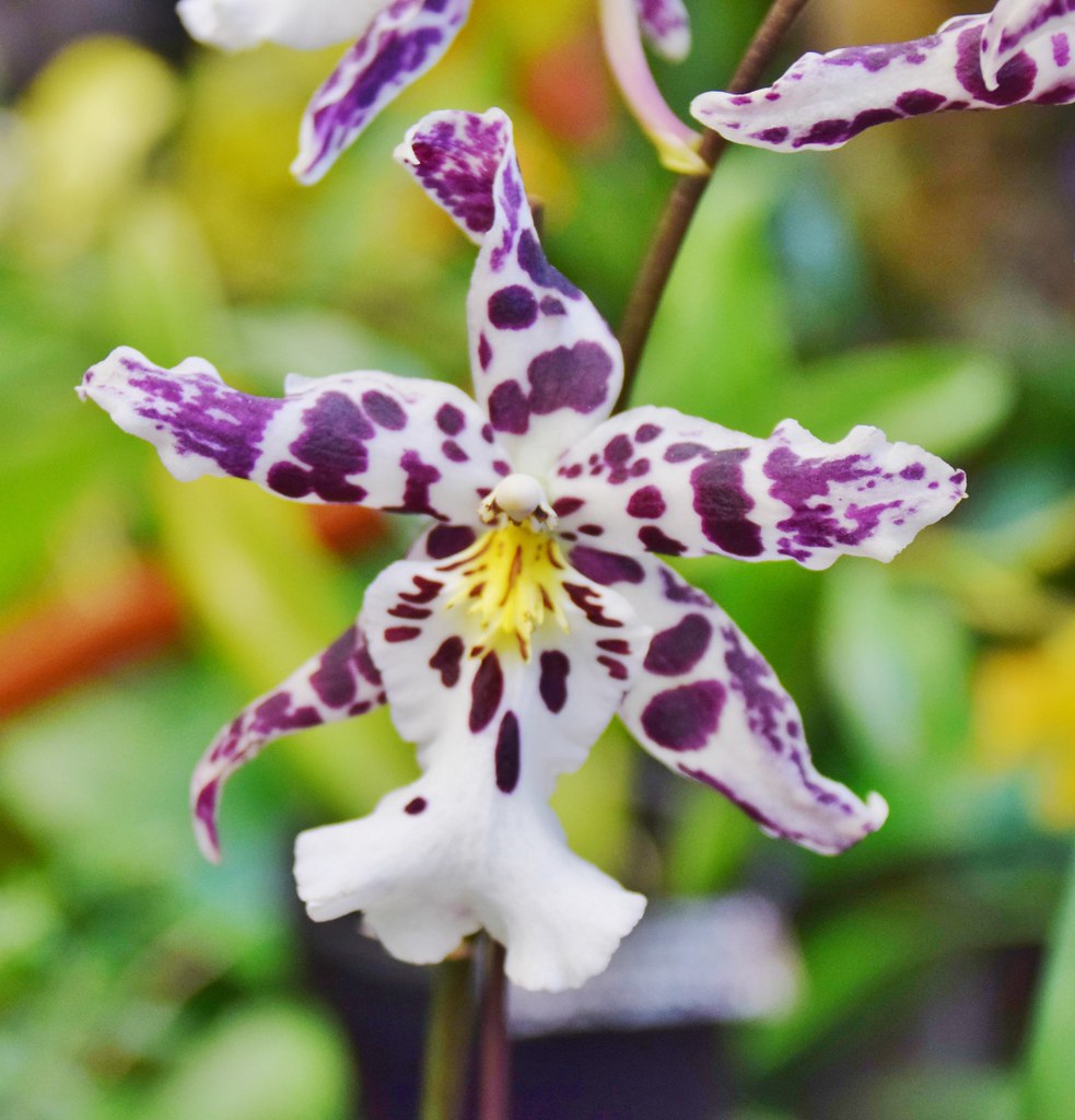 Orchid Show, Southern Ontario Orchid Society, Toronto Bota… Flickr