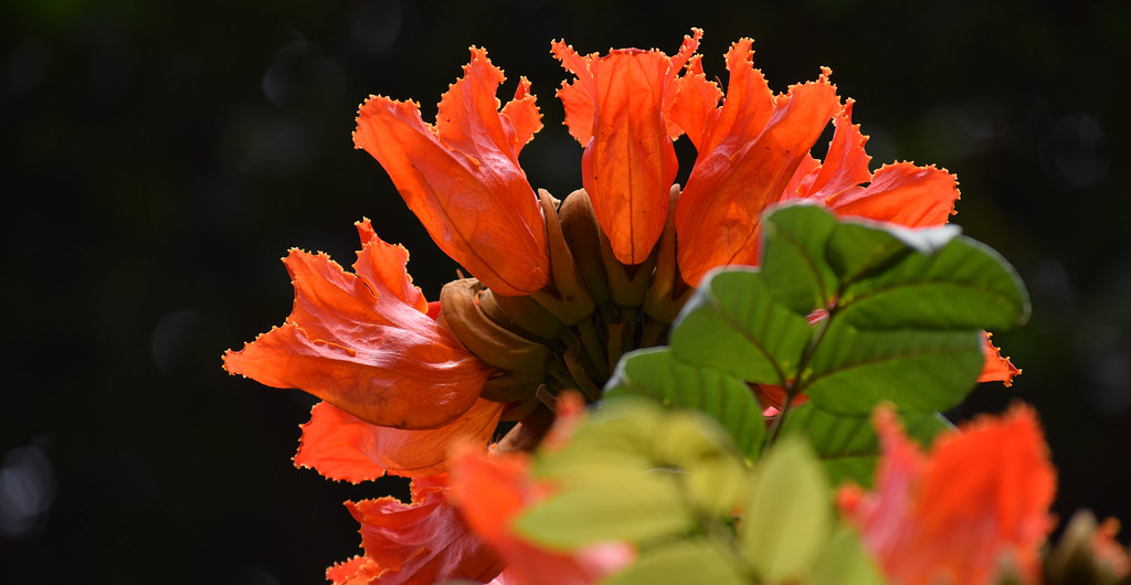 African Tulips in full bloom The African Tulip Tree (Spa… Flickr