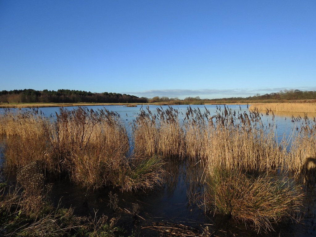 Swillington Ings near Leeds, Yorkshire, England January … Flickr