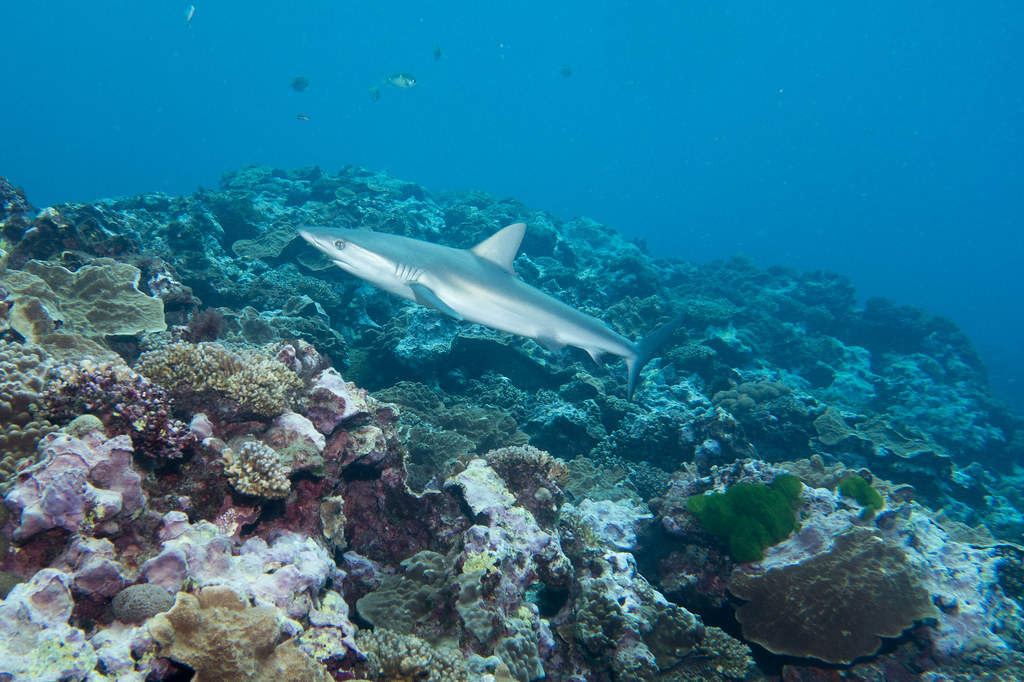 Galapagos shark Carcharhinus galapagensis Lord Howe Island… John