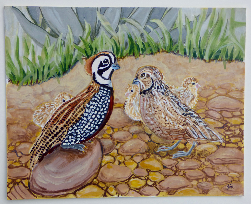 Montezuma Quail another native Southwest US Quail species.… Flickr