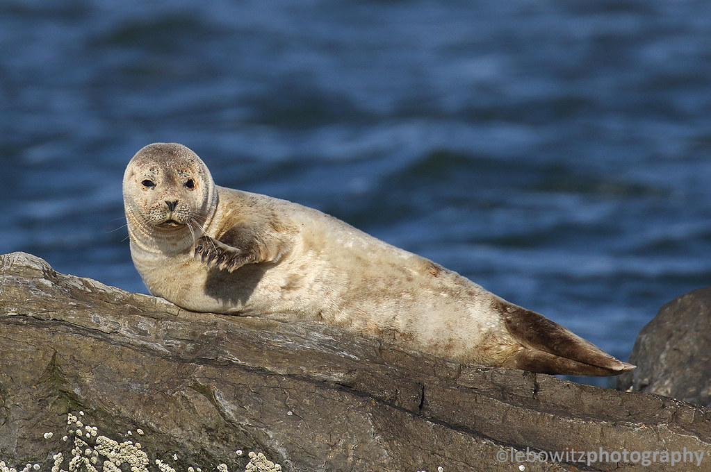 Harbor Seal on Long Island Isaac Lebowitz Flickr