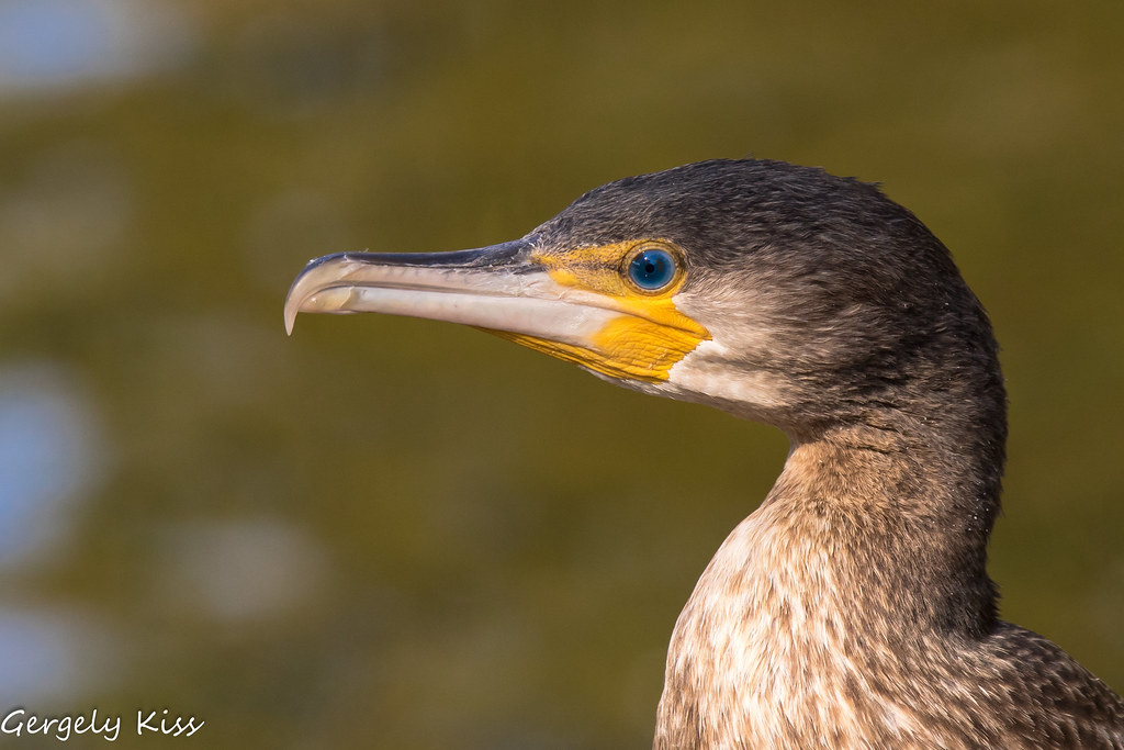 Young cormorant ( kárókatona) portrait. The light was perf… Flickr