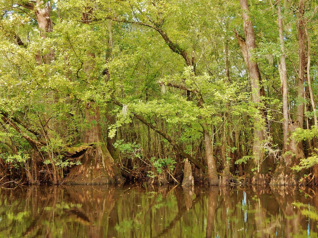 scene Black River Nature Preserve ncwetlands KG (5) Flickr