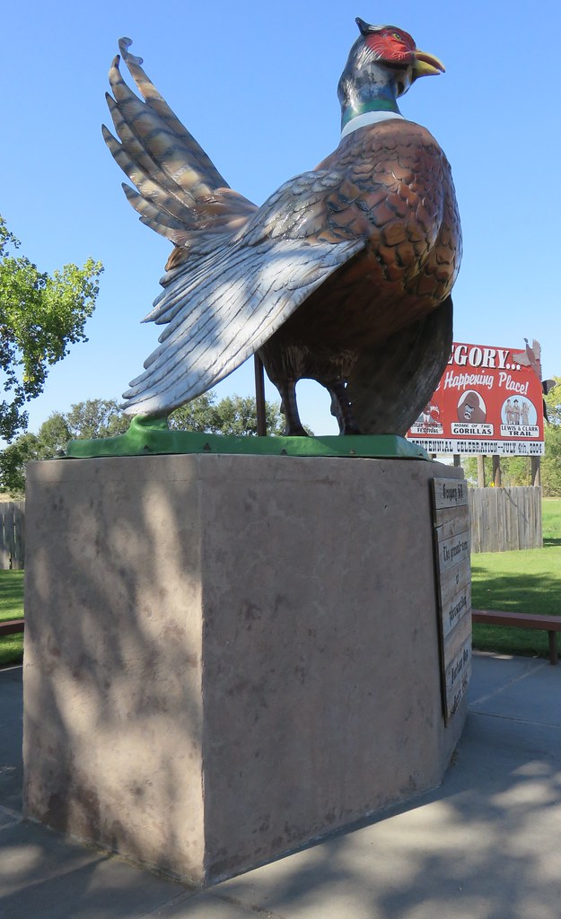 Giant Gregory Pheasant (Gregory, South Dakota) Gregory is … Flickr