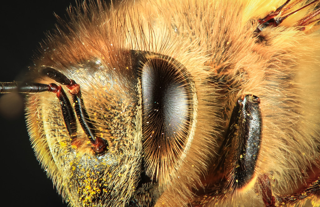 Closeup of a honey bee face Closeup of the eye and face of… Flickr