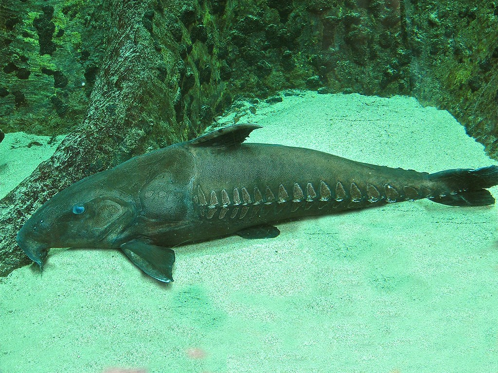 Armored Catfish aka Ripsaw Catfish TAXONOMY Kingdom Anima… Flickr
