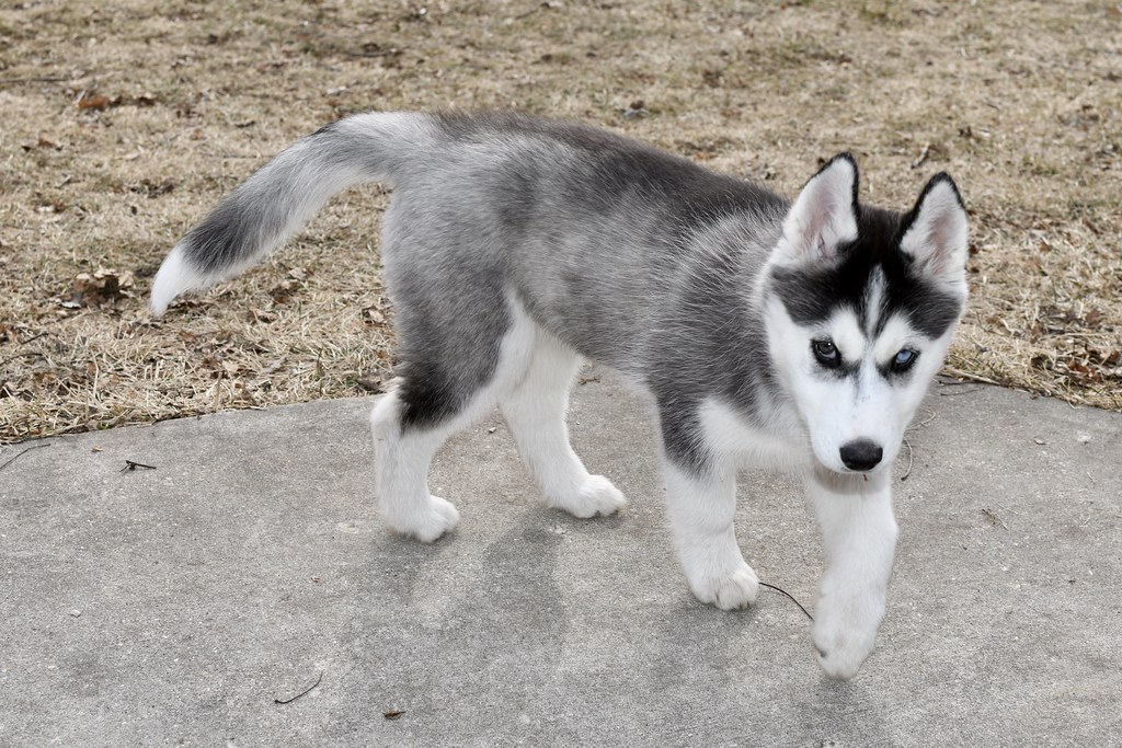 3 month old SIBERIAN HUSKY Sarah Lawver (follow me on