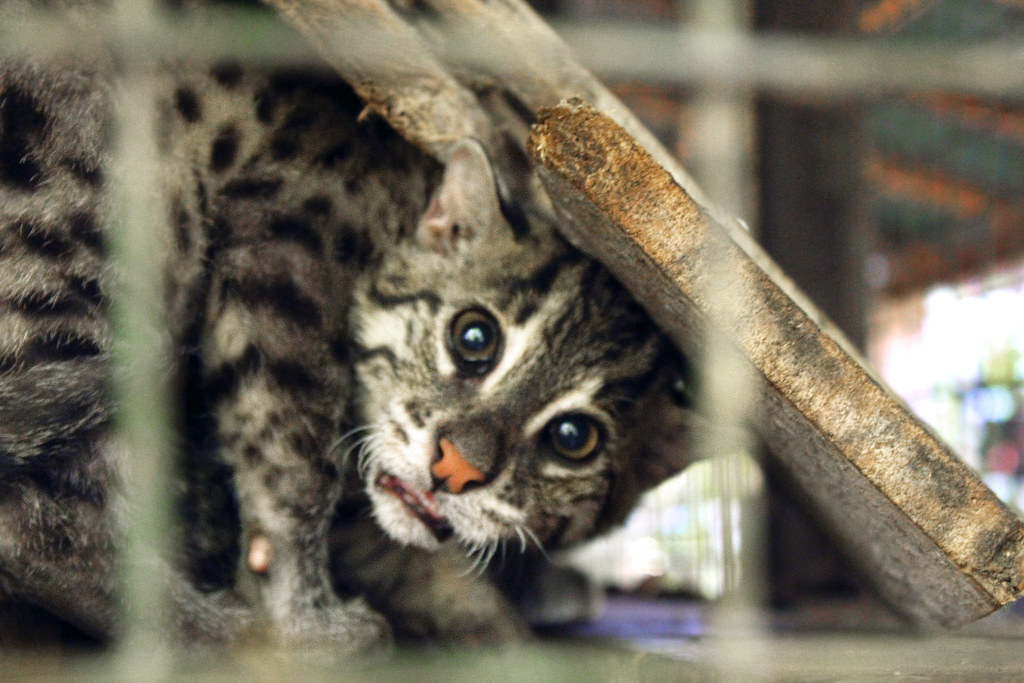 Looks cute but wild and violent Fishing Cat Sri Lanka Flickr