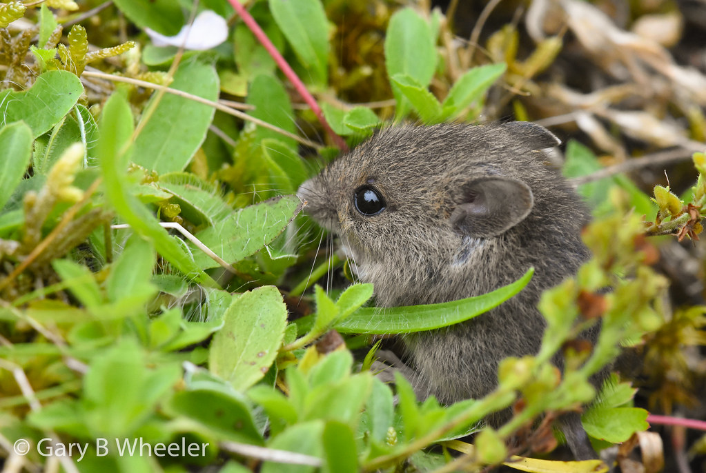 Field Mouse A young Field Mouse having an early adventure … Flickr