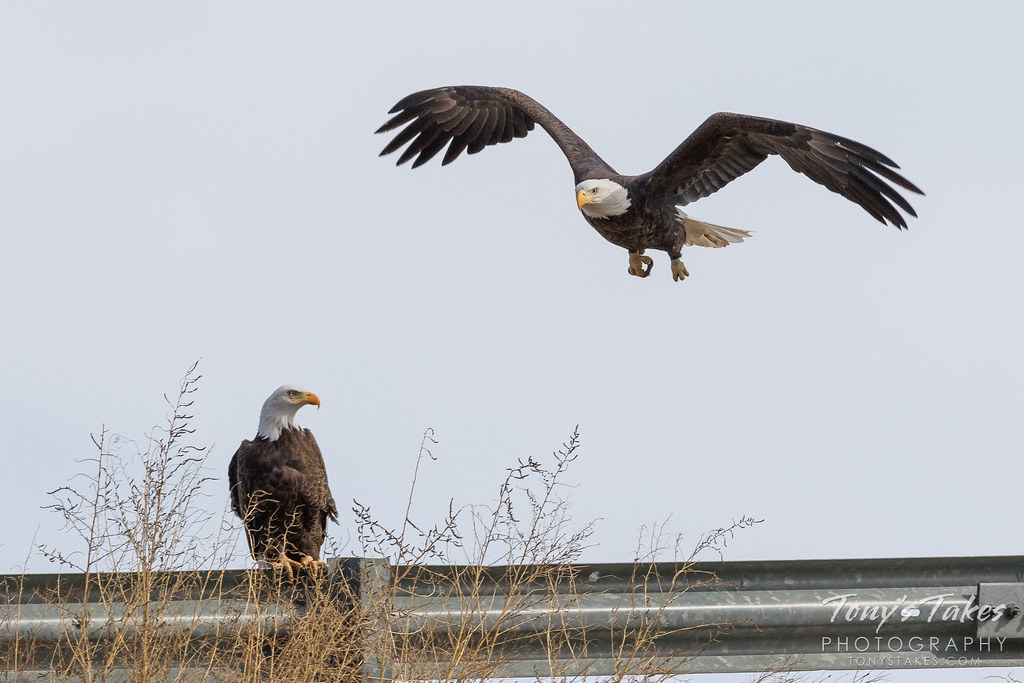 Bald Eagles hang out, female takes flight Tony's Takes Photography