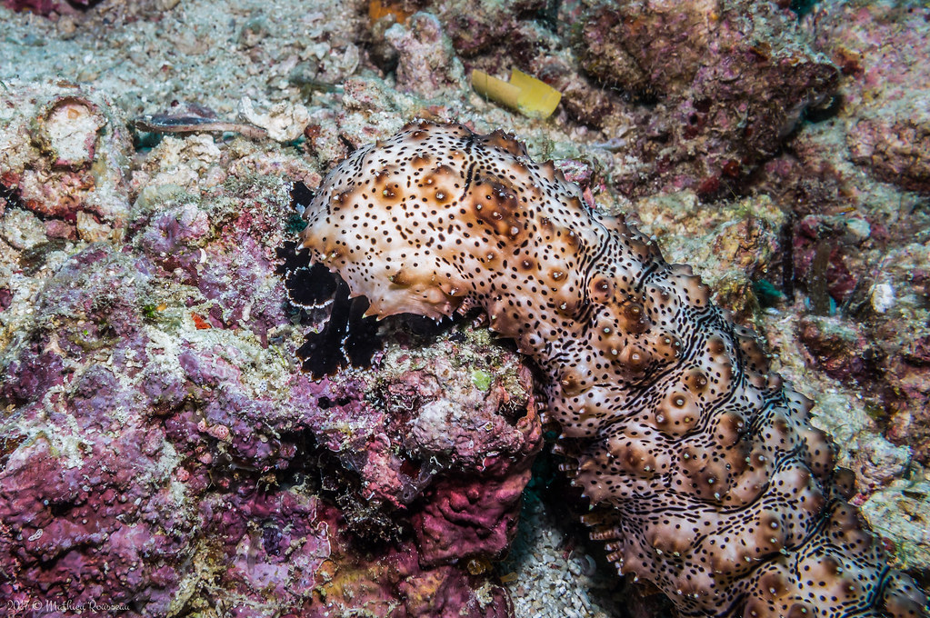 Blackspotted Sea Cucumber Reef Creature ID p460 Flickr