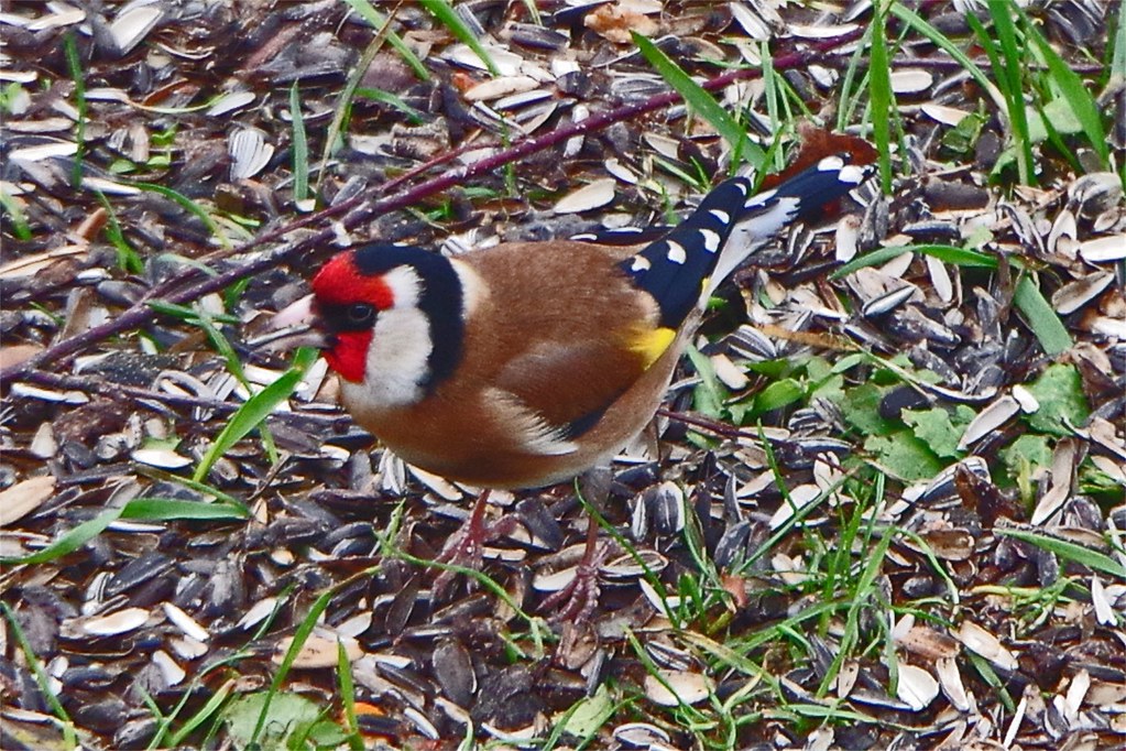 Stieglitz sucht Futter , NGIDn2000943255 naturgucker.de / enjoynature