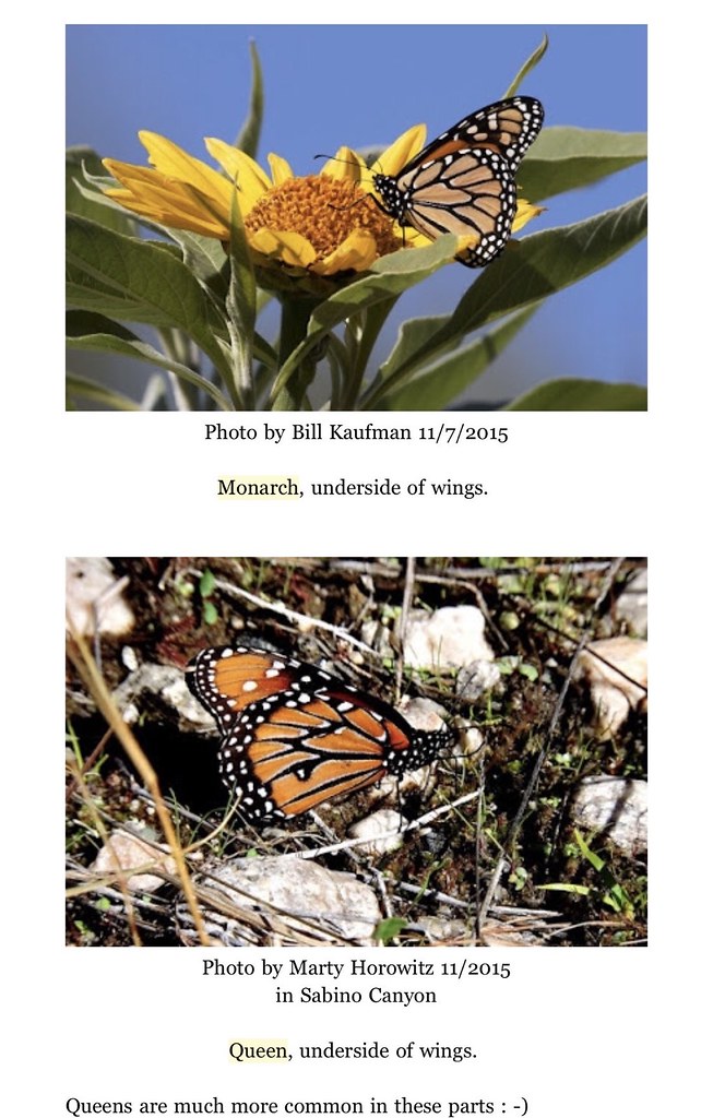 Monarch vs. Queen Butterflies Underside of Wings Flickr