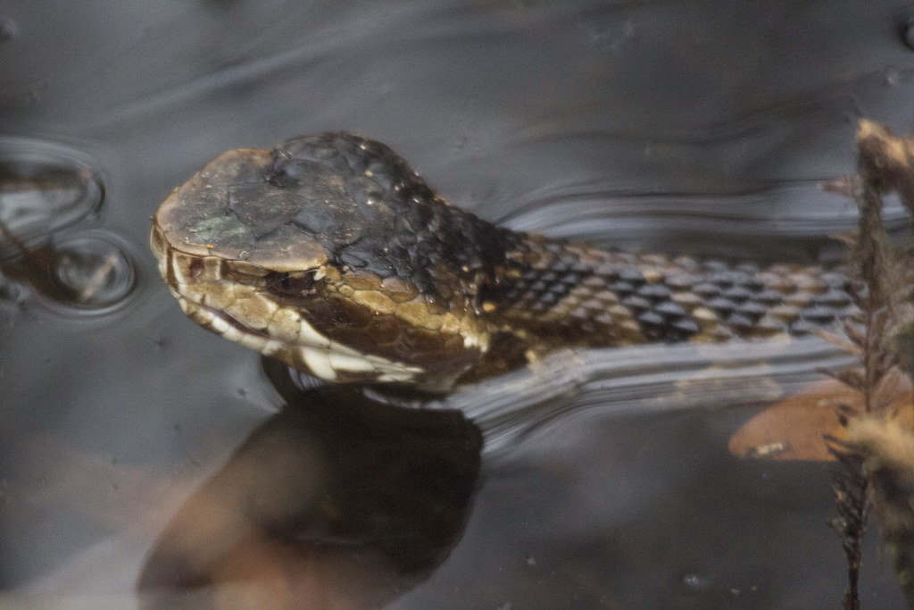 Cottonmouth Six Mile Cypress Slough Dennis Church Flickr