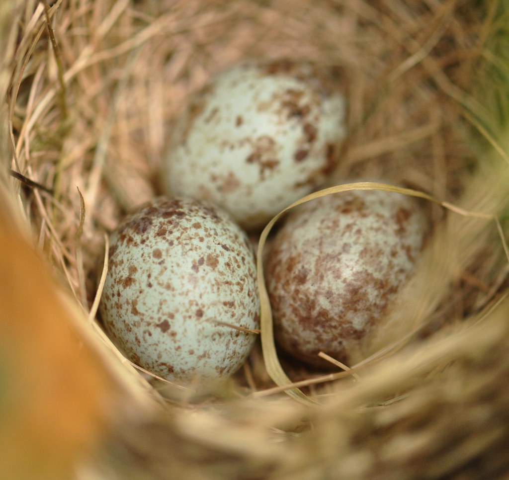 Sparrow eggs 2 I believe these are Song Sparrow eggs. Denm… Flickr