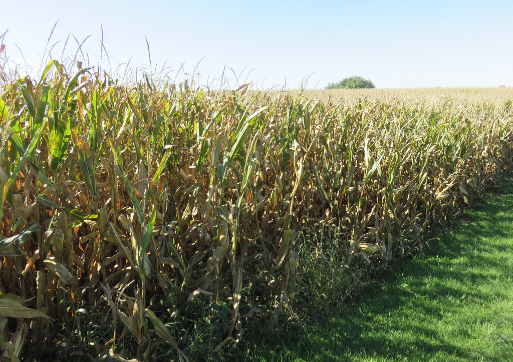 Elevation of 2nd St, Manning, IA, USA Topographic Map Altitude Map