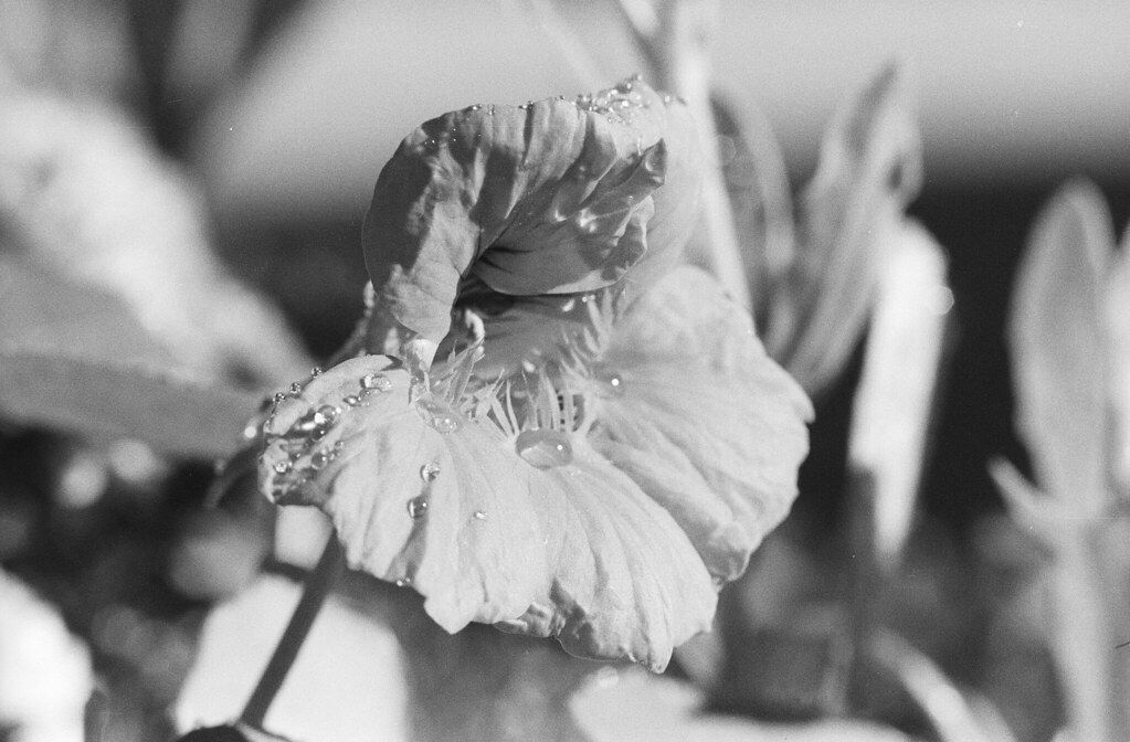 CloseUp 2 Haven't done too many closeup shots. Since get… Flickr