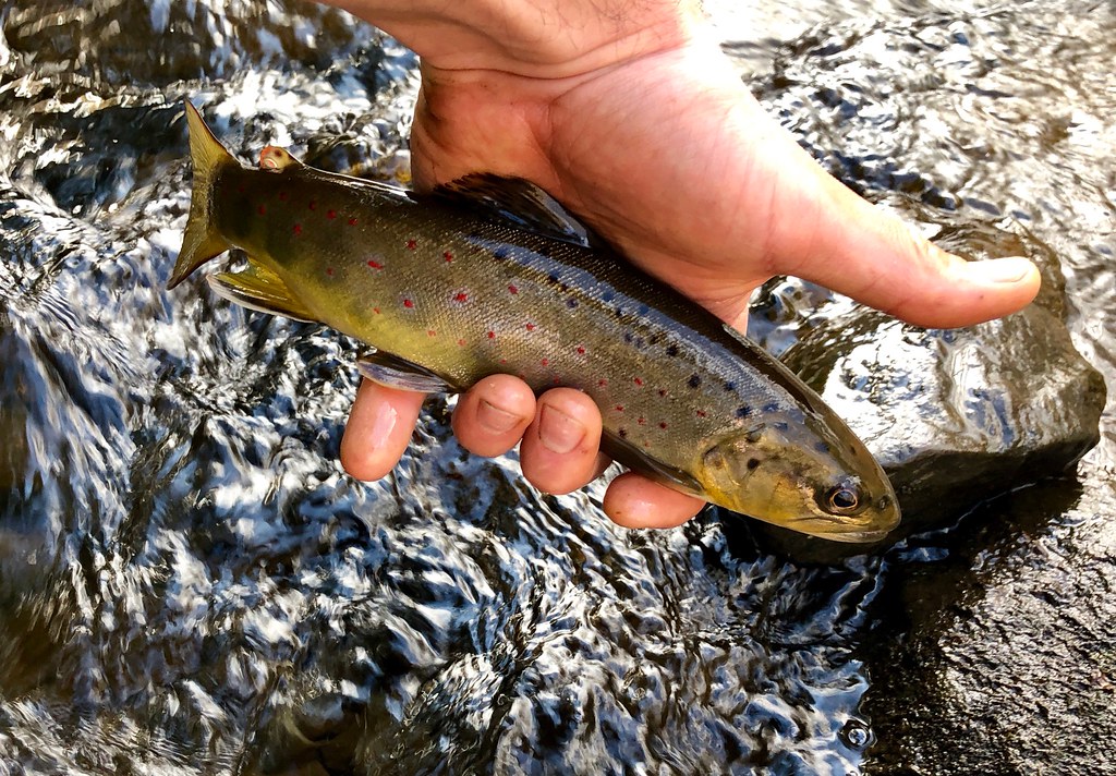 Trout Fishing in America rome.dome Flickr