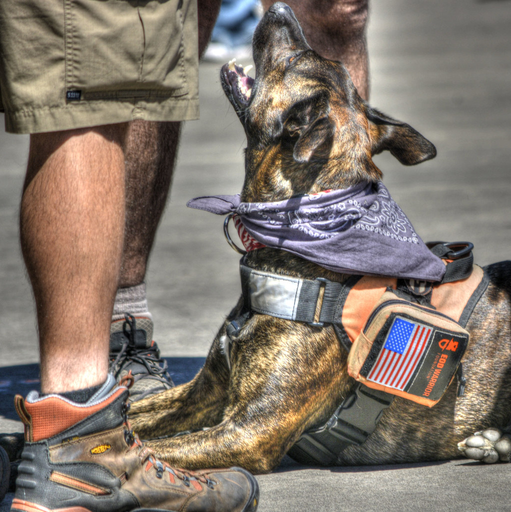Trained Service Dog A beautiful Service Dog trained to ass… Flickr