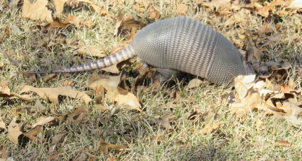 Arkansas Post National Memorial Armadillo (Arkansas County… Flickr