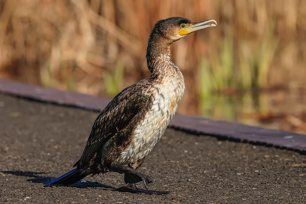 Juvenile Cormorant 22Feb Gary Cantwell Flickr