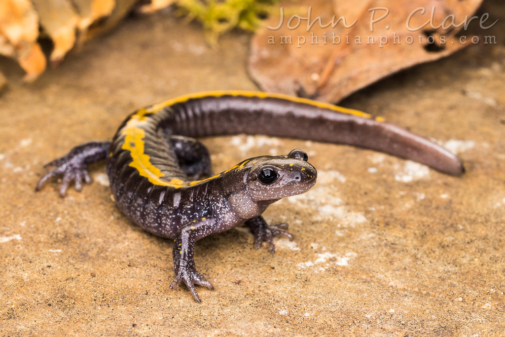 Eastern Longtoed Salamander (Ambystoma macrodactylum columbianum) a